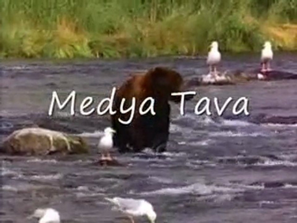 ayi