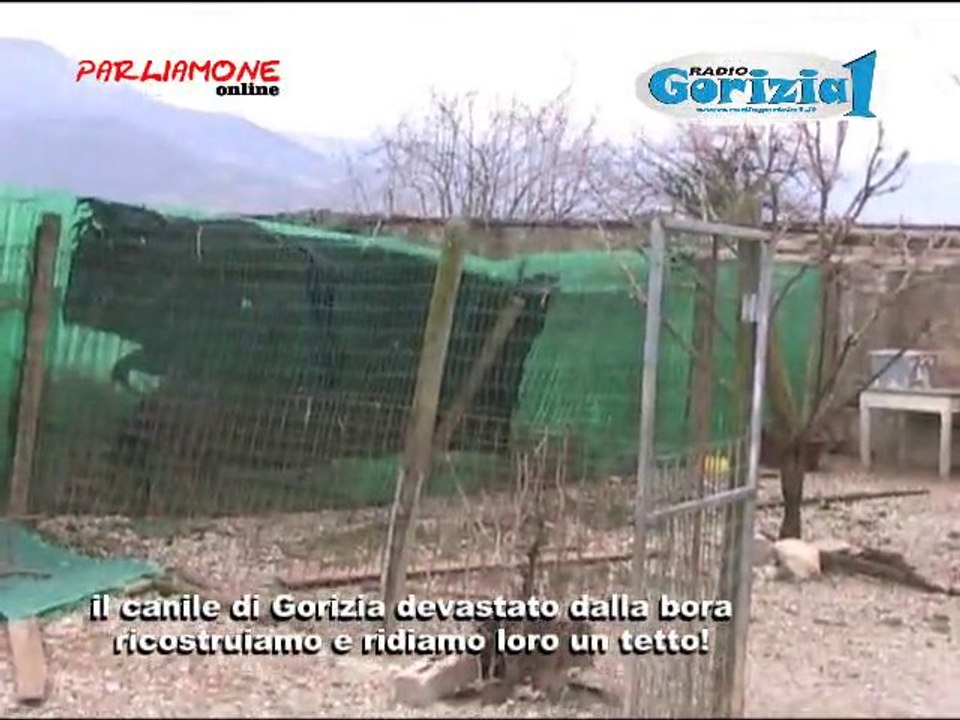 Videointerviste rg1-canile Gorizia devastato della ...