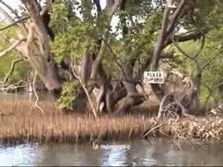 La Souris Bleue - Magie Vénézuelienne