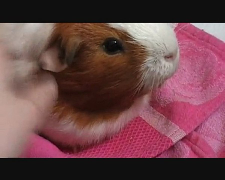 Ponpon & Jack Sparow