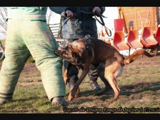 Mes chiens au Travail