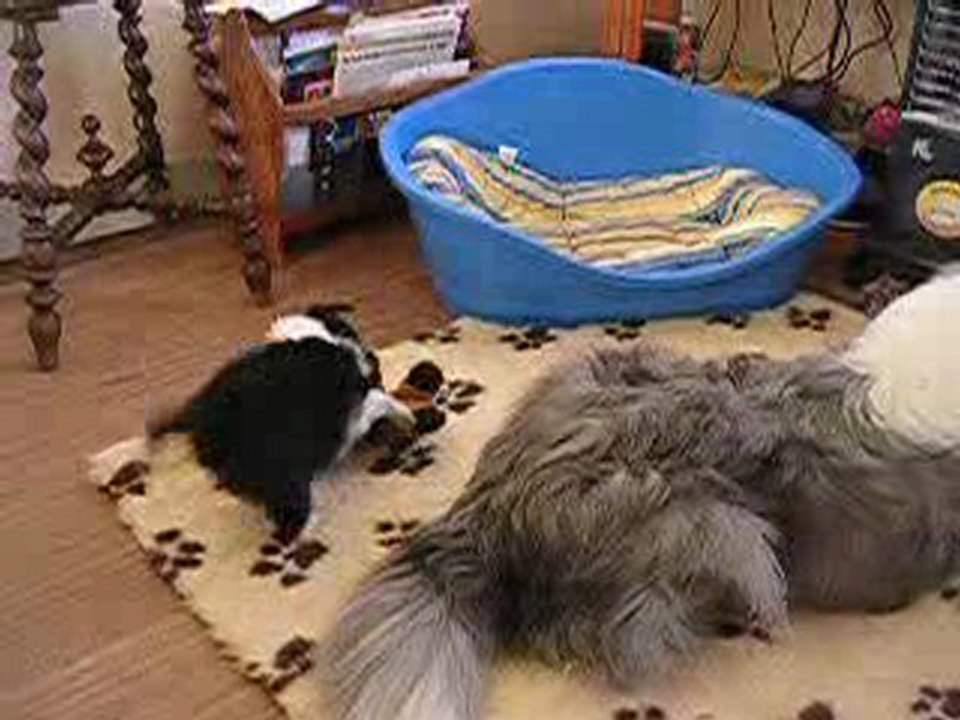 Chiots shelties mars 2010