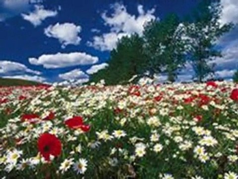 Renata Nedbał&Damnian Holecki Szukam Ciebie o brzasku dnia