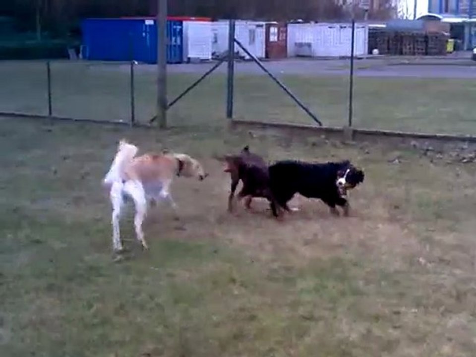 Vidéo du 13 03 10 au parc