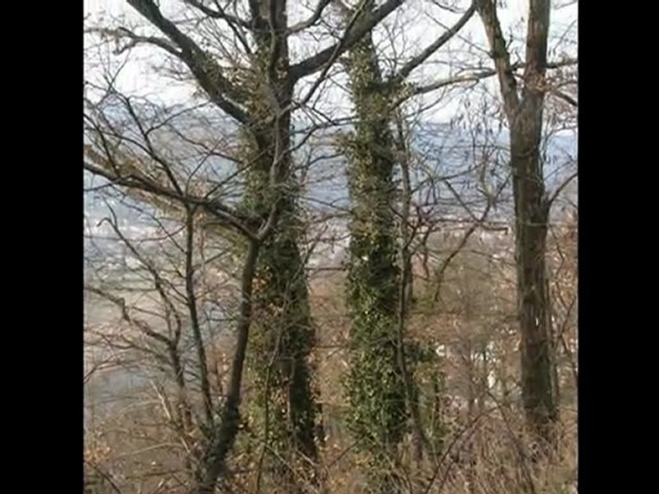 pour mon amie Mireille