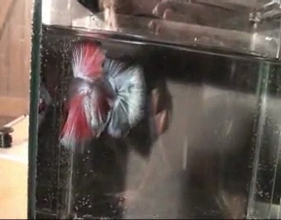 Betta splendens, souche X  13 03 2010