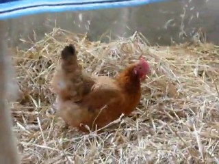 ferme12mars2010 019