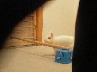 Kaninhop Flocon 4 janvier 1