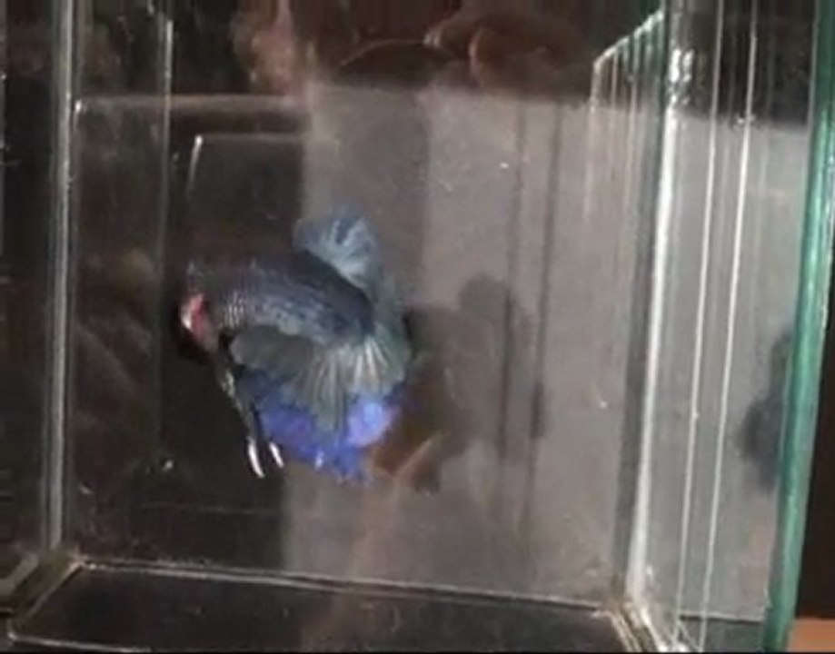 Betta splendens plakat bleu 13 03 2010.