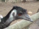 Bonorong park- emu (2)