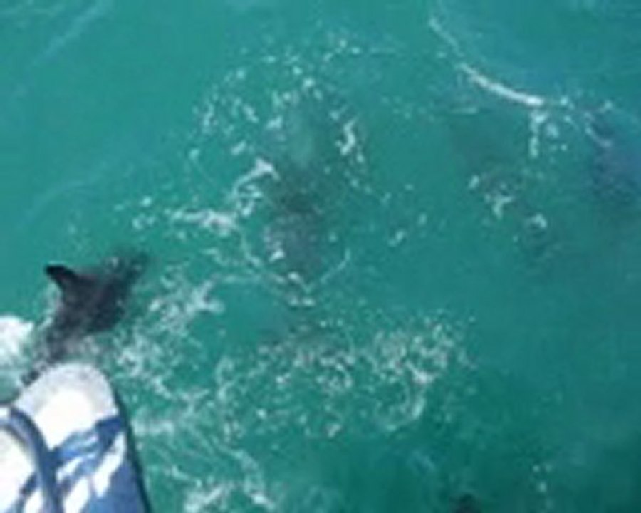 Dauphins Kaikoura