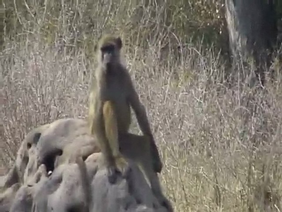 Caprivi Band Namibia #5