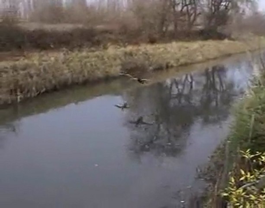 FROID DE CANARD