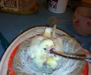 TOUJOURS MON 1er JEUNE NORWICH MAIS A 17 JOURS