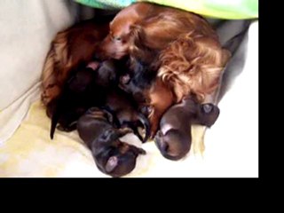 les chiots F nés le 08/03