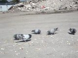 pigeon de ghlin benoit poelvoorde
