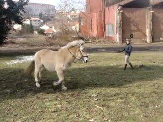 travail à la longe 3