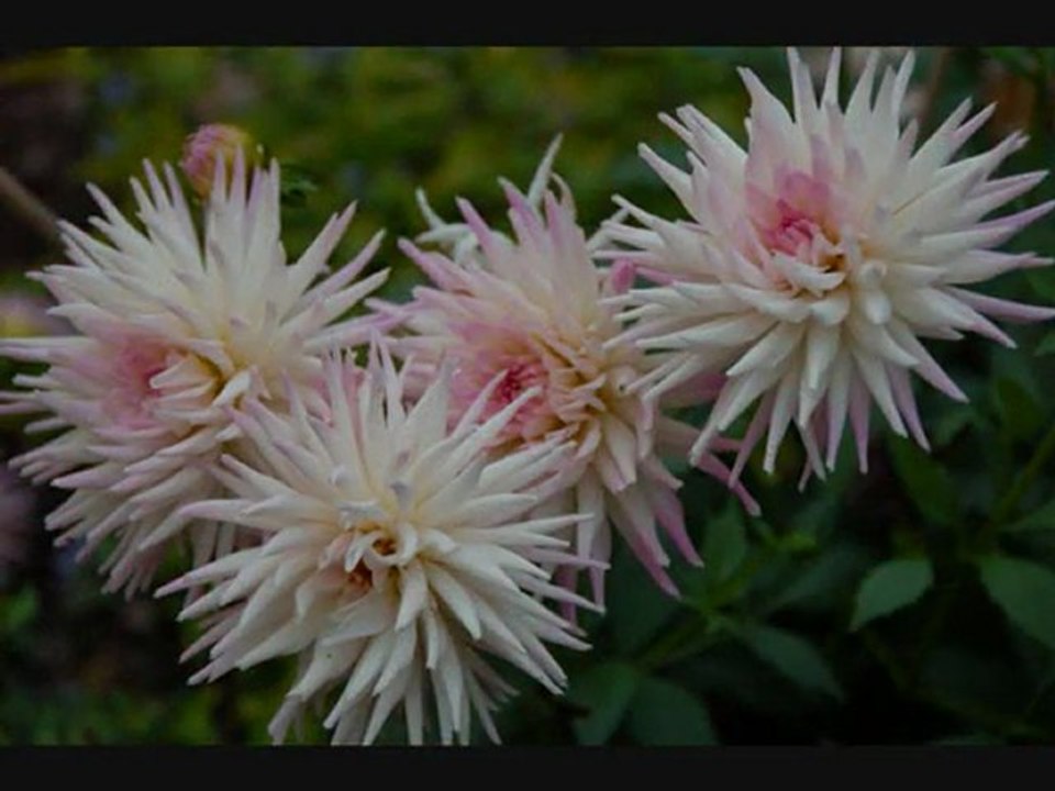 Arboretum de Balaine  Villeneuve sur Allier FRANCE