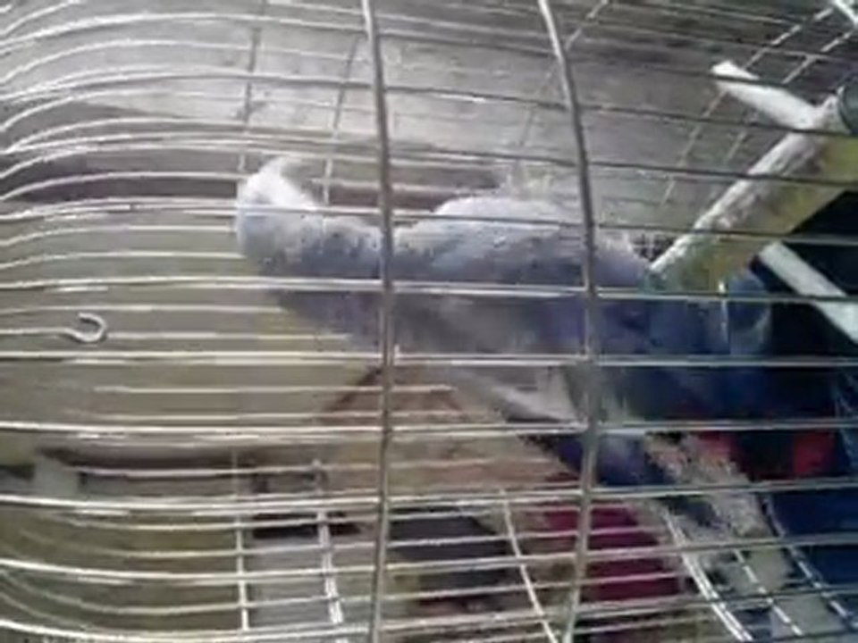 sam