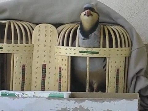 Gundè Ferxo Dersim-Mazgirt-Karakoçan Murat Ates