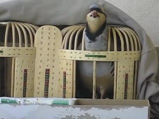 Gundè Ferxo Dersim-Mazgirt-Karakoçan Murat Ates