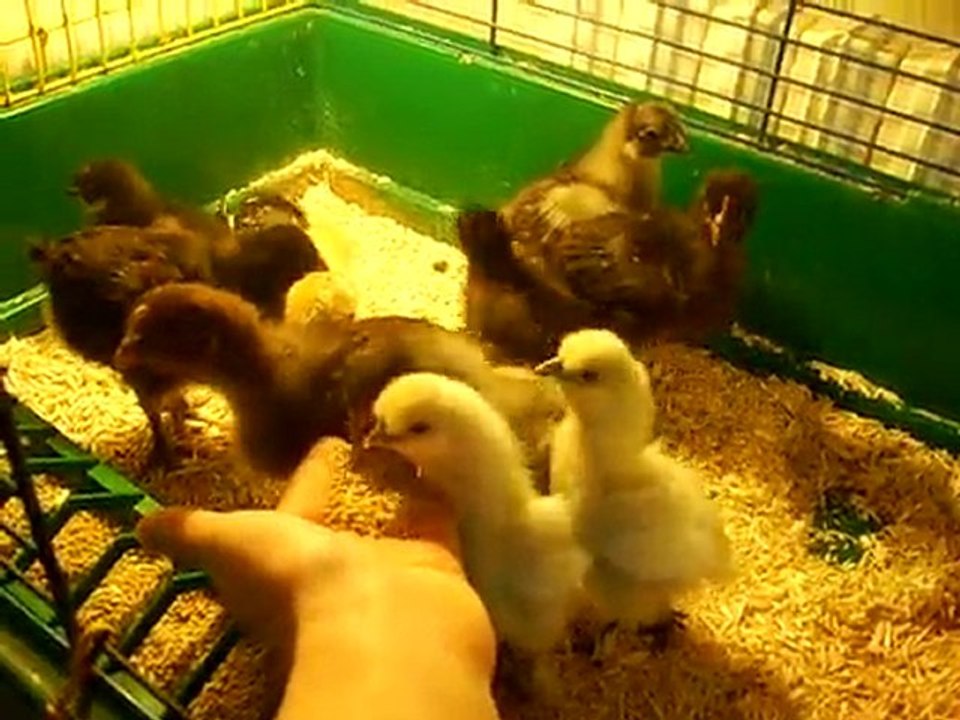 poussin 15 jours