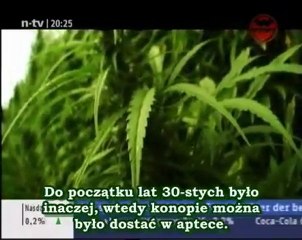 Konopia vs. Alkohol: Porównanie efektów 🌿🥂