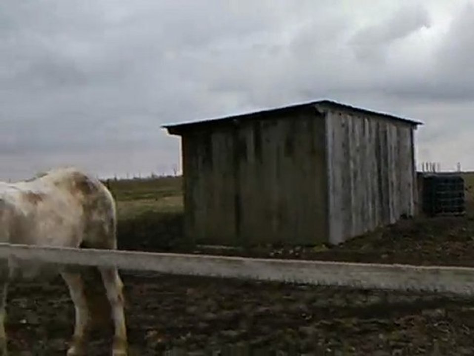 danae, homa et gorhiam