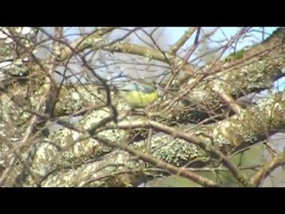 oiseaux  de mon jardin par tous temps