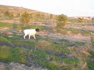 pointer naz keklik video
