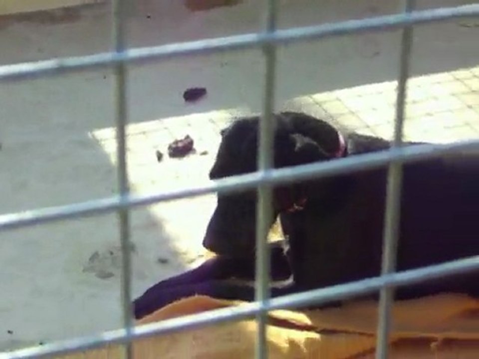 stella triste en box