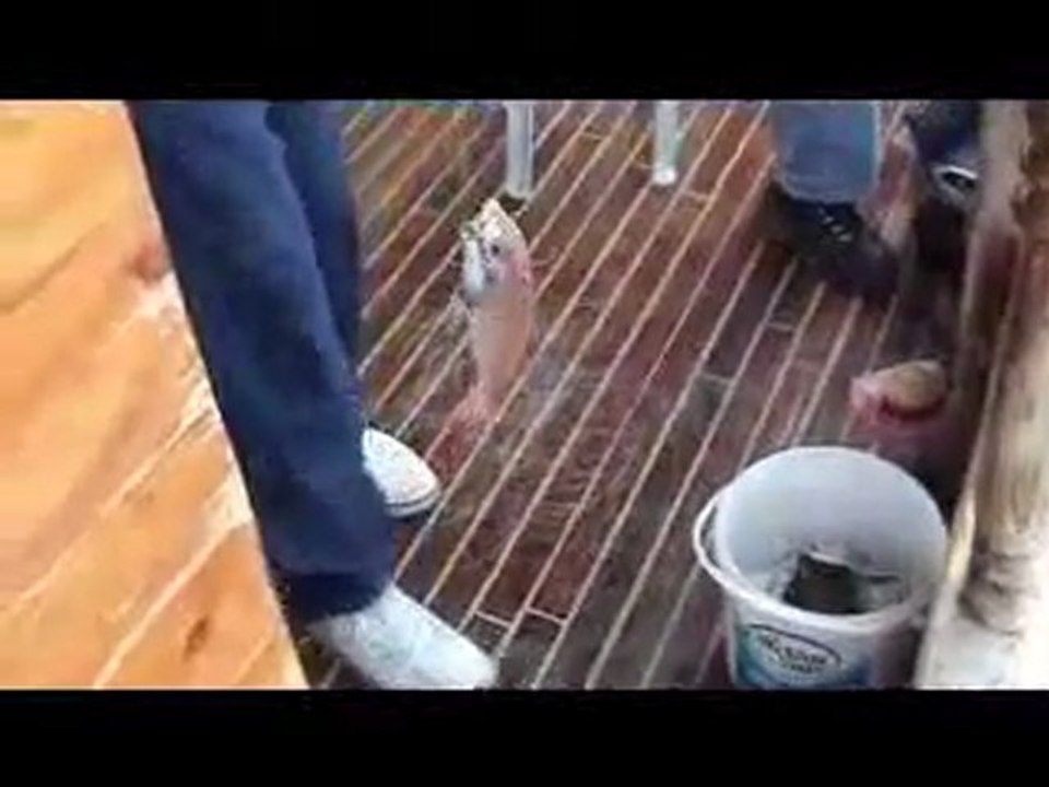 BARBOROSTEKNESİNDEN GÖRÜNTÜLER