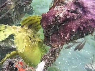 Plongée à Bali - Safari Abyss - Septembre 2009