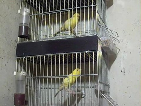 neyyapimi.net yusuf dönmez ney yapım uzman teknisyeni