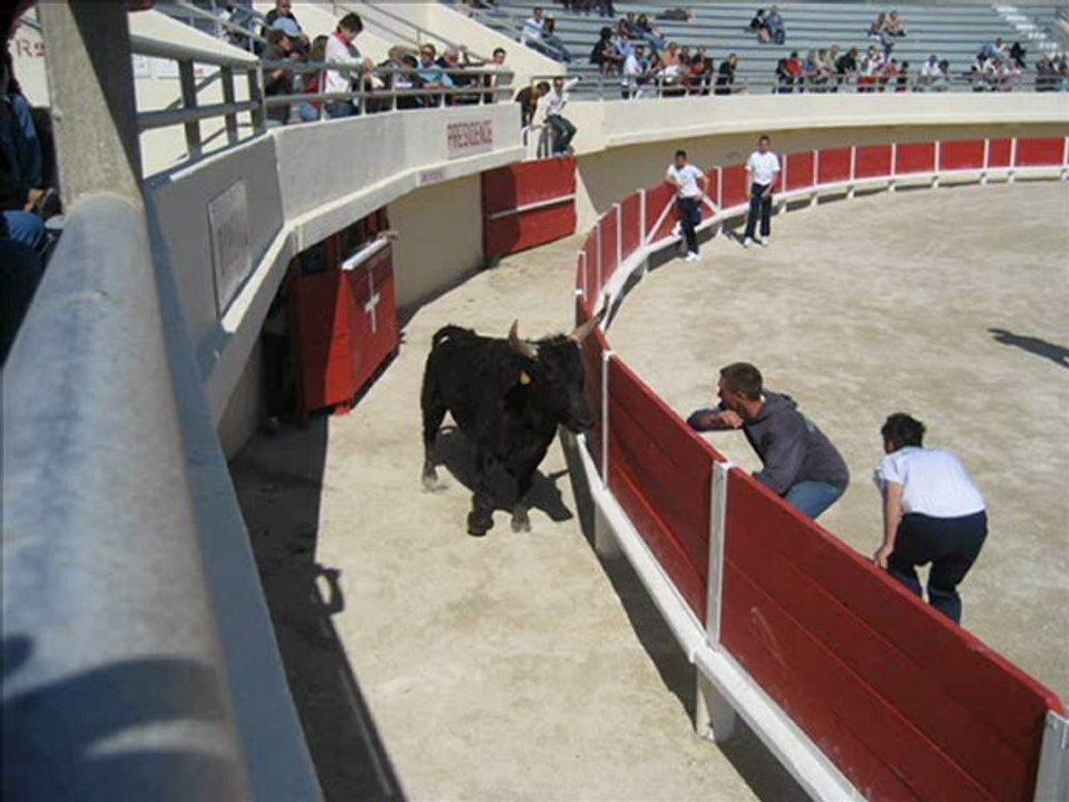 camargue  video finalbluemenco
