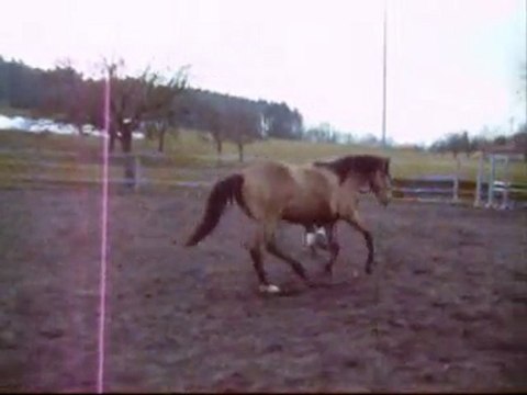 Travail au sol en liberté: Tempête