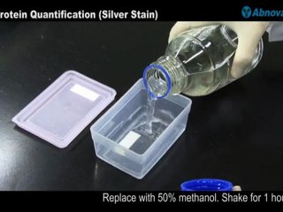 Protein Quantification (Silver Stain)