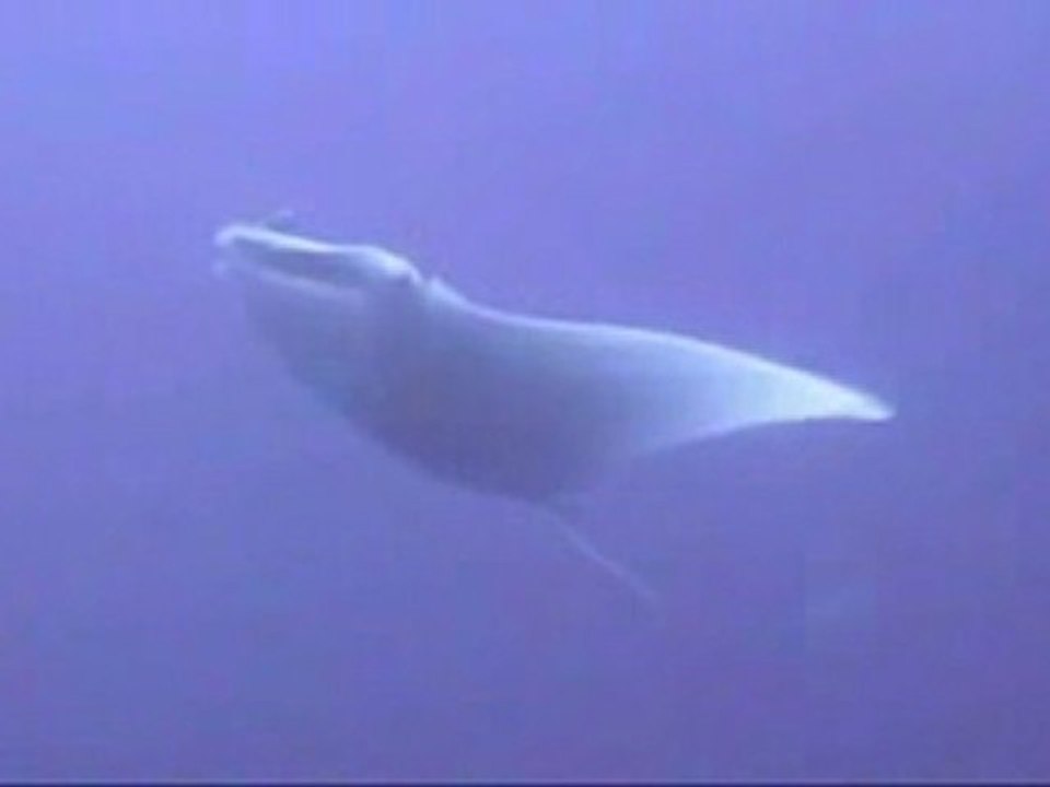 Diveme - Manta Ray Dives
