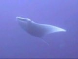 Diveme - Manta Ray Dives