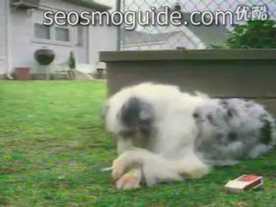 seosmoguide.com, smoking dog