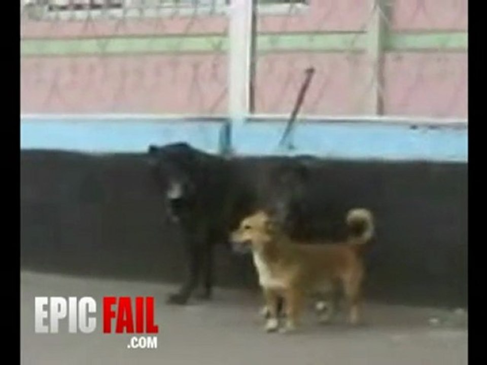 Horny Dog Fail