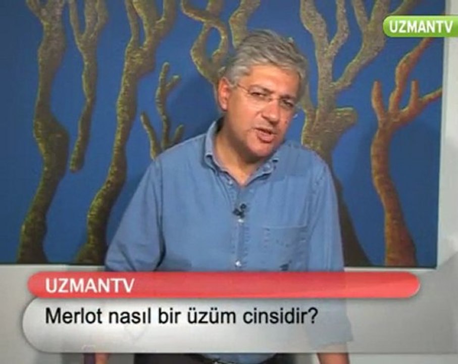 Merlot nasıl bir üzüm çeşididir.