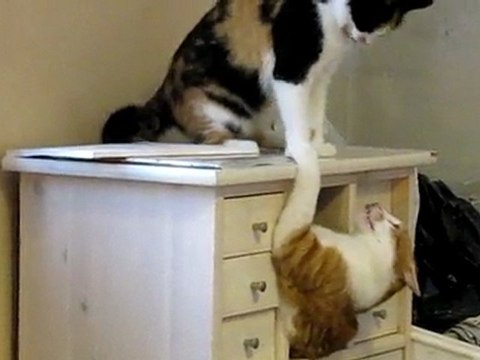 TEKIR & MIRRI 15.3.2010 001