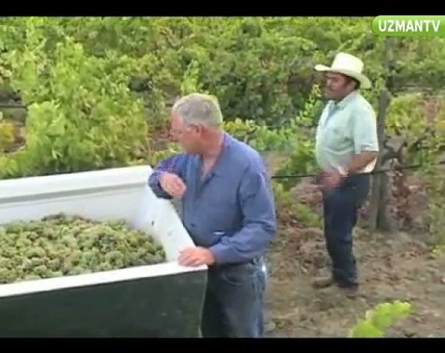 Riesling üzümünden yapılan şaraplar hangi özellikleri taşır