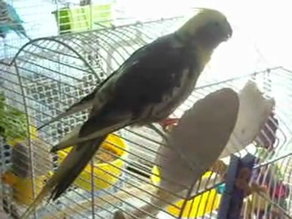 Tournesol se régale avec un os de seiche