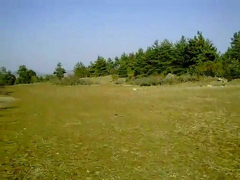 Les chiens au parc d 'entrainement !