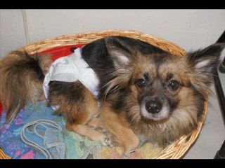 FANETTE petite chienne handicapée à adopter