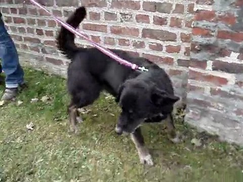 UNe vidéo de BULLE femelle croisé berger 9ans SPA DOUAI