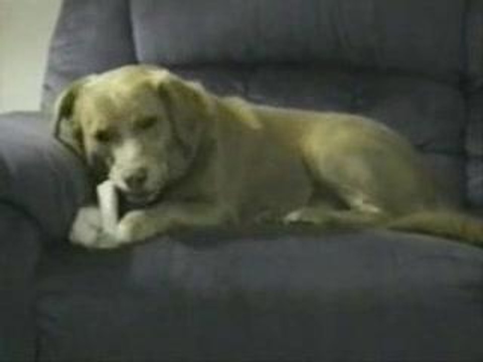 Le chien le plus con du monde