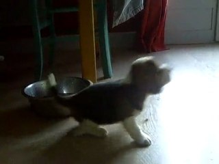 yé !! je vais t'attraper !